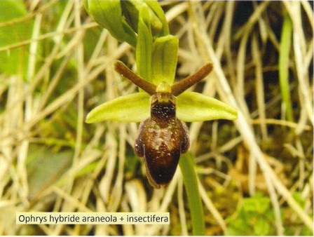 Ophrys_hybride.jpg